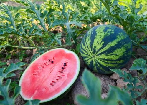 南方夏天吃的瓜,南方夏天的清凉美味