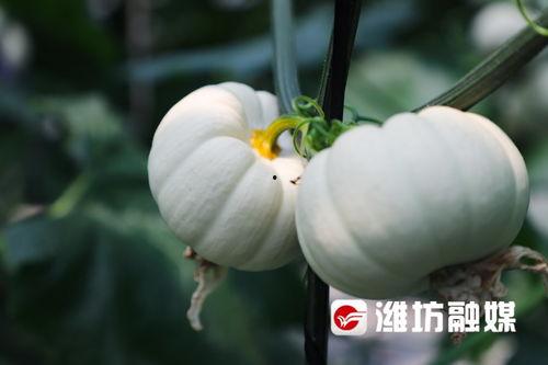 潍坊大学吃瓜,揭秘校园生活趣味瞬间