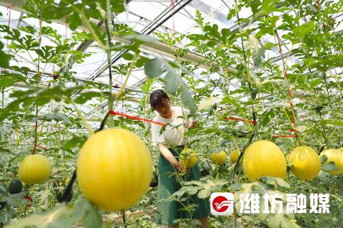 潍坊大学吃瓜,揭秘校园生活趣味瞬间