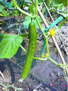 萝卜吃瓜,一场味蕾的盛宴