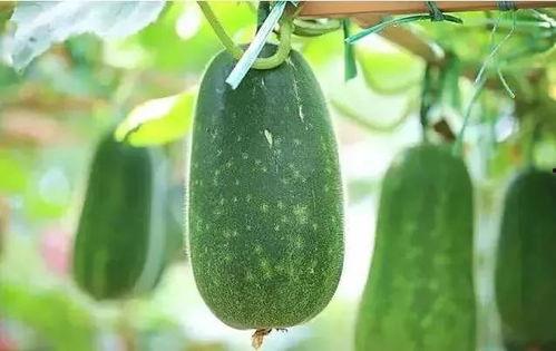 吃瓜是什么瓜呢