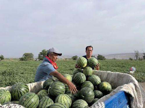 海鑫吃瓜,揭秘娱乐圈幕后真相