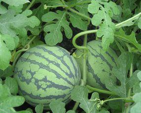 刚怀孕可以吃鸡瓜,鸡瓜助力母婴健康