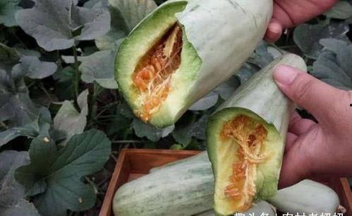 刚怀孕可以吃鸡瓜,鸡瓜助力母婴健康