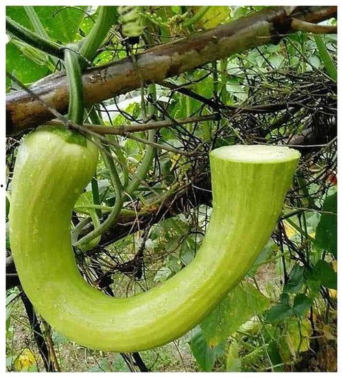 米开朗吃瓜,一场味蕾与艺术的碰撞之旅