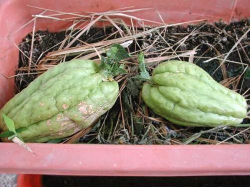 喂奶可以吃羊角瓜,羊角瓜助力哺乳期妈妈健康喂养