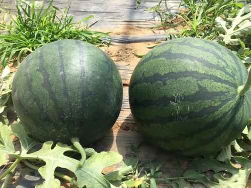 吃瓜合集‘,揭秘娱乐圈那些不为人知的幕后故事