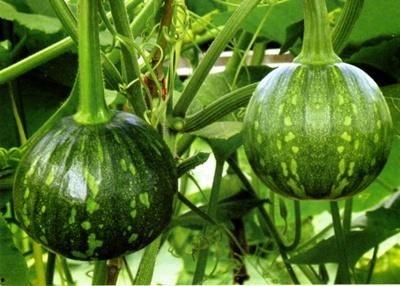 宁德吃瓜视频号,揭秘当地美食与趣事