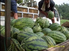 宁德吃瓜视频号,揭秘当地美食与趣事