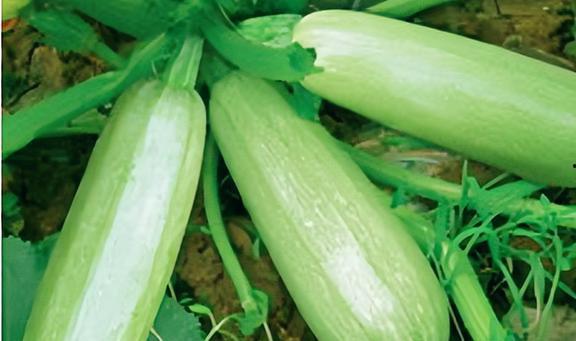 吃西葫芦瓜好吗,西葫芦瓜的营养益处与食用建议