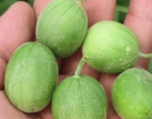 马泡瓜吃,探寻独特风味与营养奥秘