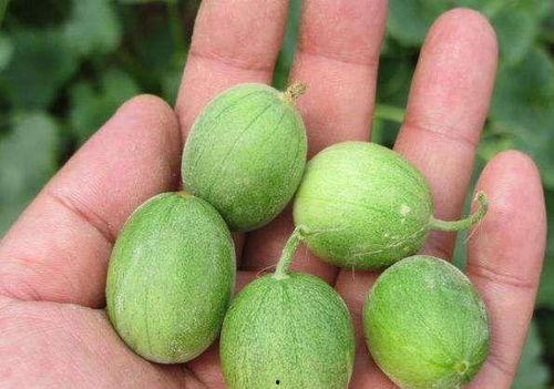 马泡瓜吃,探寻独特风味与营养奥秘