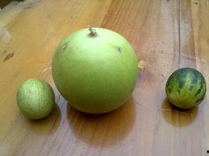 马泡瓜吃,探寻独特风味与营养奥秘