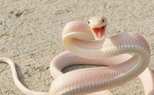 奇怪蛇带你吃瓜,跟随奇怪蛇的脚步，探寻神秘瓜果之旅