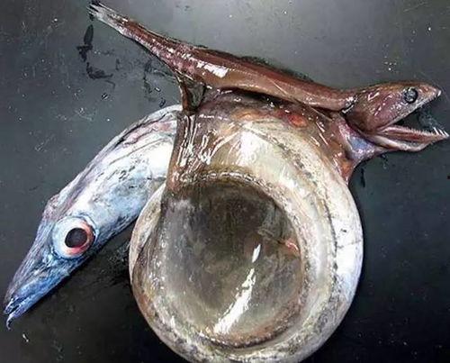 奇怪蛇带你吃瓜,跟随奇怪蛇的脚步，探寻神秘瓜果之旅