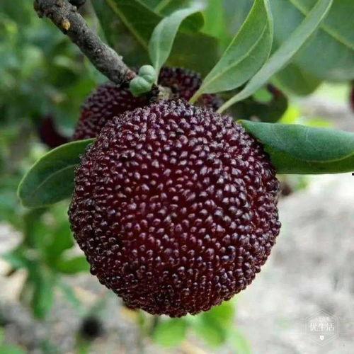 斑竹园吃大瓜,大瓜盛宴，共享欢乐时光