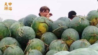 武陟吃瓜现场视频