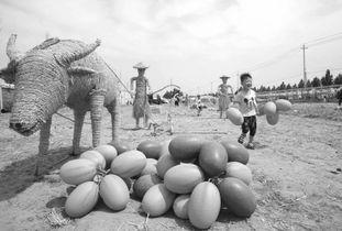 武陟吃瓜现场视频