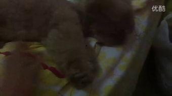 吃瓜犯法的视频,揭秘吃瓜犯法背后的法律风险